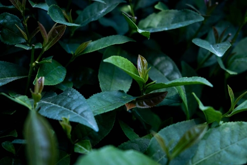 shifeng longjing dragonwell 2020 spring green tea 1 | BITTERLEAF TEAS