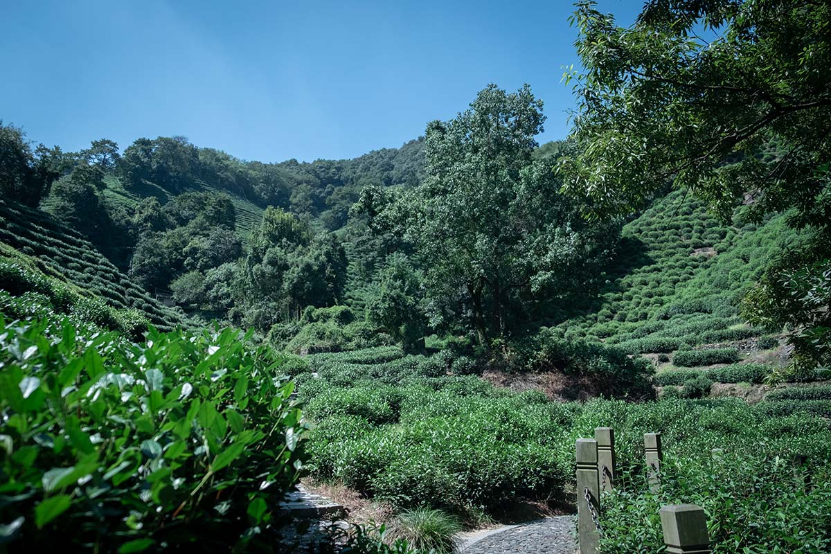 shifeng longjing dragonwell 2020 spring green tea 5 | BITTERLEAF TEAS