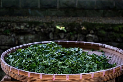 Private Order: 2024 Shifeng Longjing/Dragonwell Green Tea - Image 4