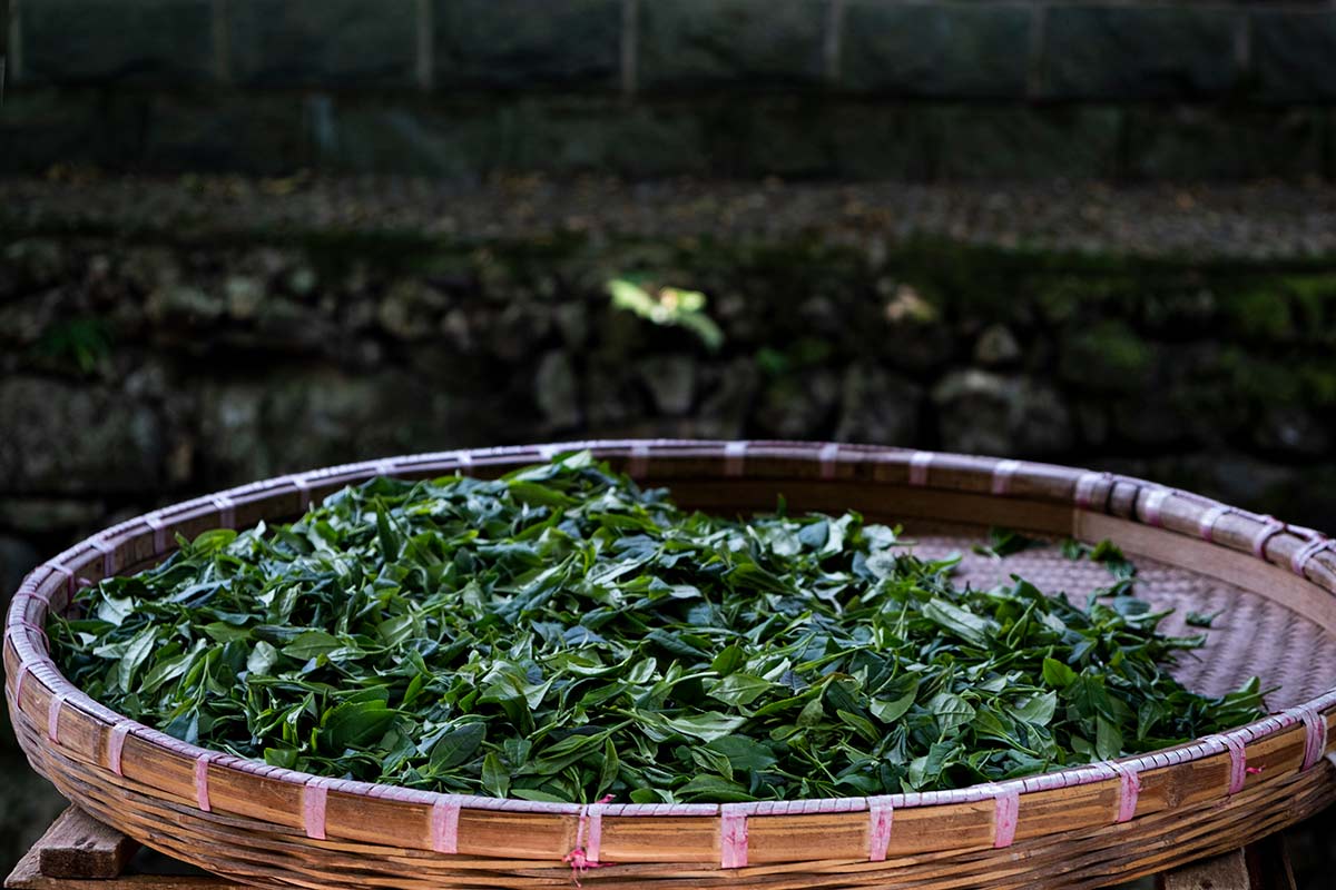 shifeng longjing dragonwell 2020 spring green tea 7 | BITTERLEAF TEAS