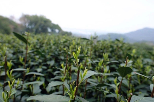 2021 shifeng longjing green tea 1 | BITTERLEAF TEAS