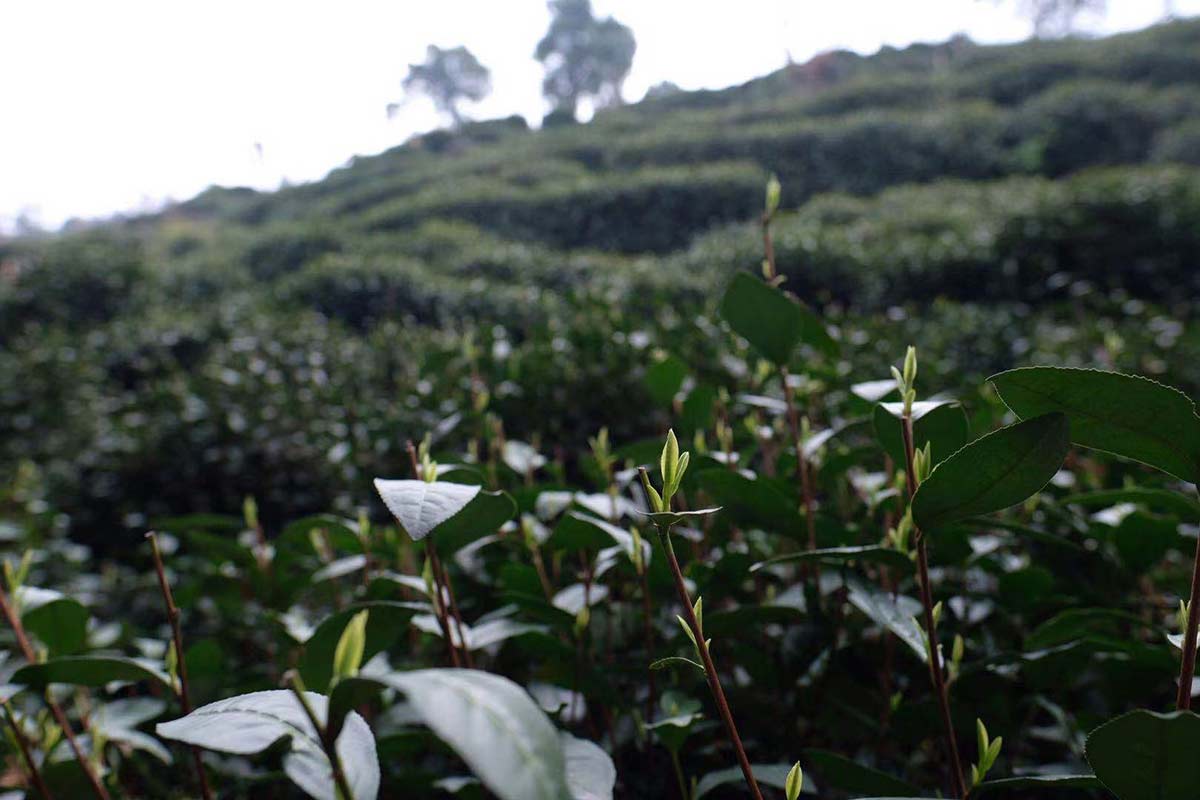 2021 shifeng longjing green tea 4 | BITTERLEAF TEAS