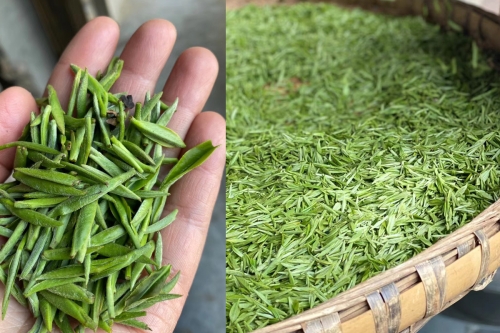 the finest 2022 mengding ganlu green tea 3 | BITTERLEAF TEAS