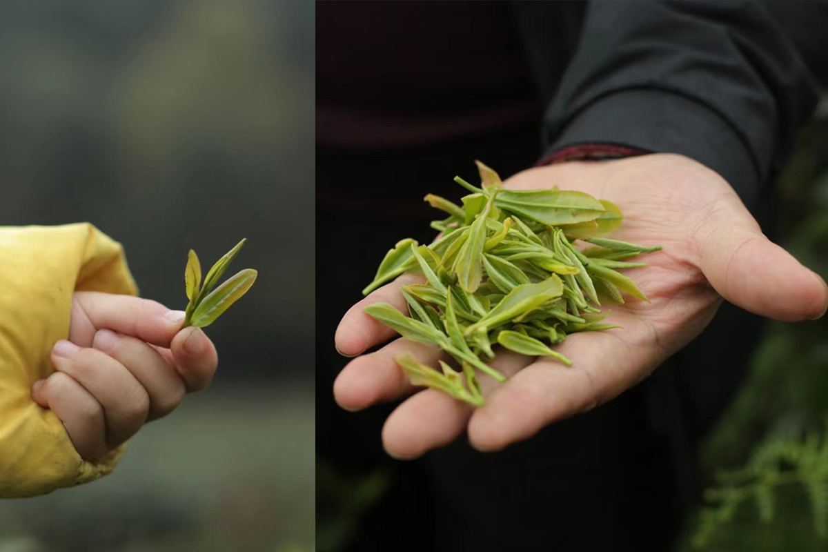 the finest 2022 mengding ganlu green tea 5 | BITTERLEAF TEAS