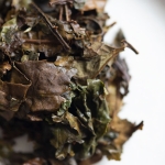 year of the tiger 2022 yiwu white tea 9 | BITTERLEAF TEAS