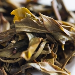 bitterleaf finds 2019 xigui raw puer 6 | BITTERLEAF TEAS