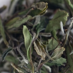 paeon 2022 baimudan white tea 2 | BITTERLEAF TEAS