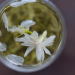 100 yr teahouse exp jasmine green tea 7 | BITTERLEAF TEAS