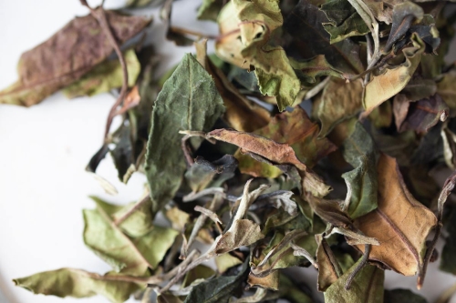 giant white 2023 bada white tea 1 | BITTERLEAF TEAS