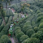 longjing field 1 | BITTERLEAF TEAS