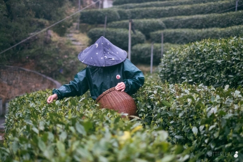 longjing field 2 | BITTERLEAF TEAS