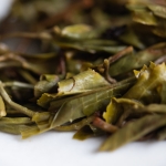 gentle giant 2024 spring pasha raw puer tea 10 | BITTERLEAF TEAS