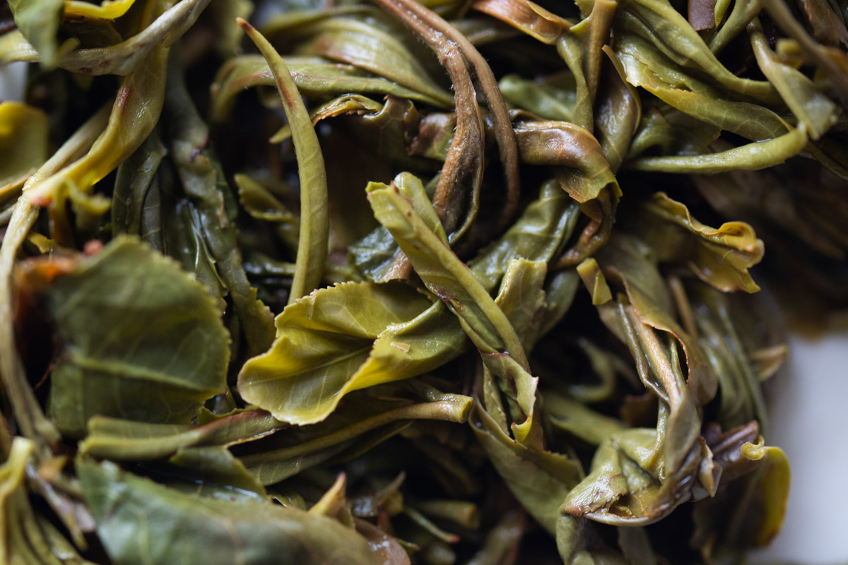 higher ground 2024 spring tianmenshan raw puer tea 9 | BITTERLEAF TEAS