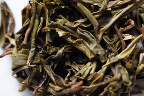 obsession 2024 spring jiutaipo raw puer tea 8 9 | BITTERLEAF TEAS