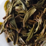 yes 2024 spring bohetang raw puer tea 8 | BITTERLEAF TEAS