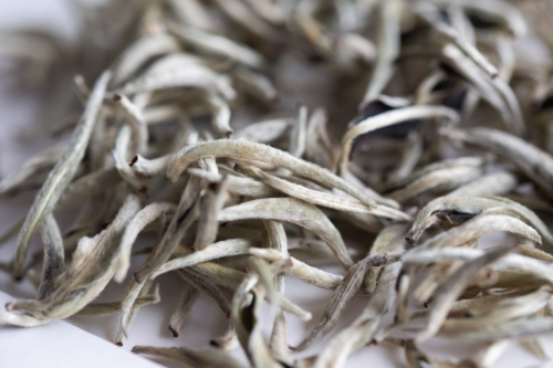 petite mighty 2024 kuzhushan white tea 4 | BITTERLEAF TEAS