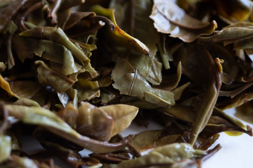 Bright & Stormy 2024 Spring Kunlu Shan White Tea - Image 9