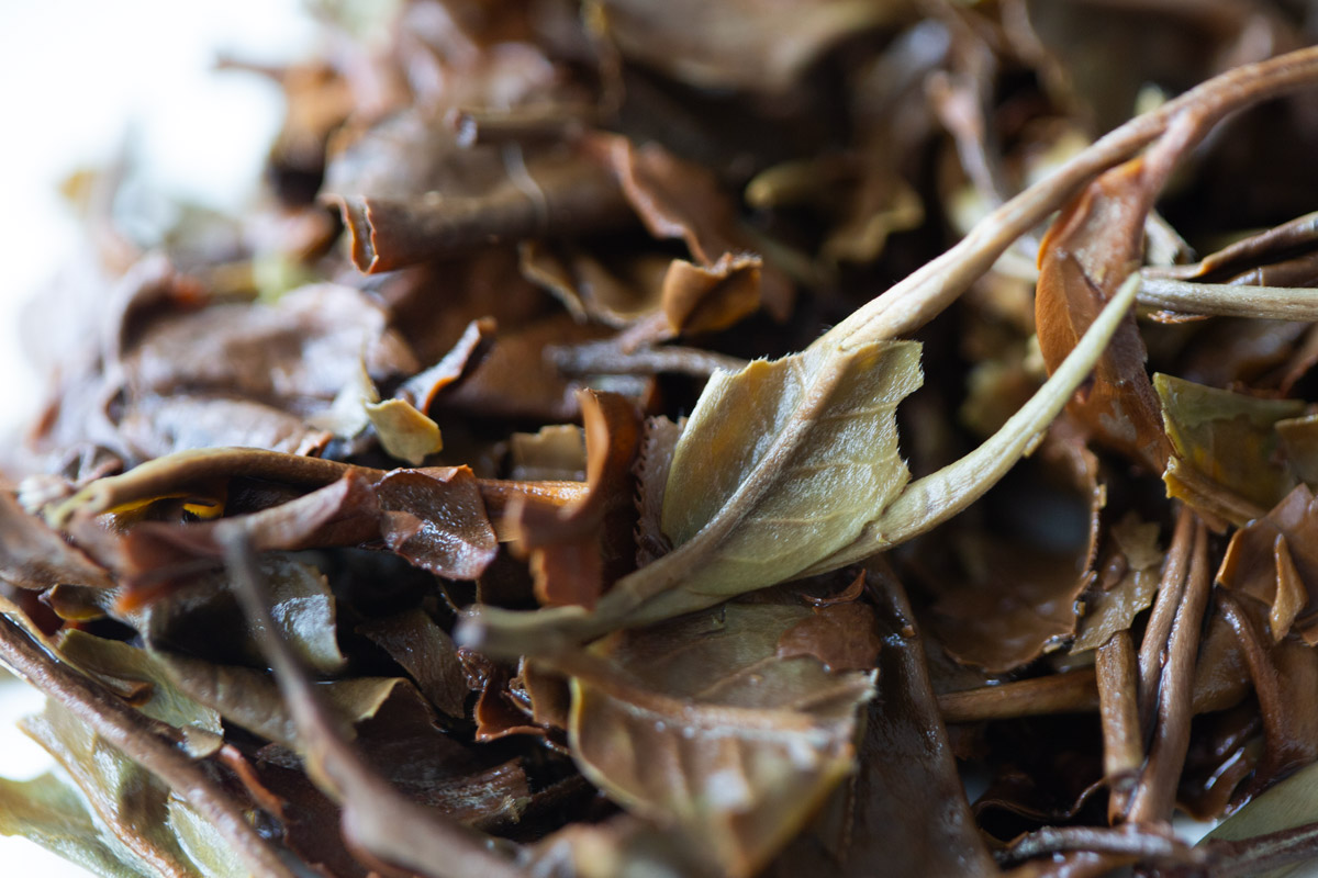 skinny dip 2024 spring jinggu white tea 9 | BITTERLEAF TEAS