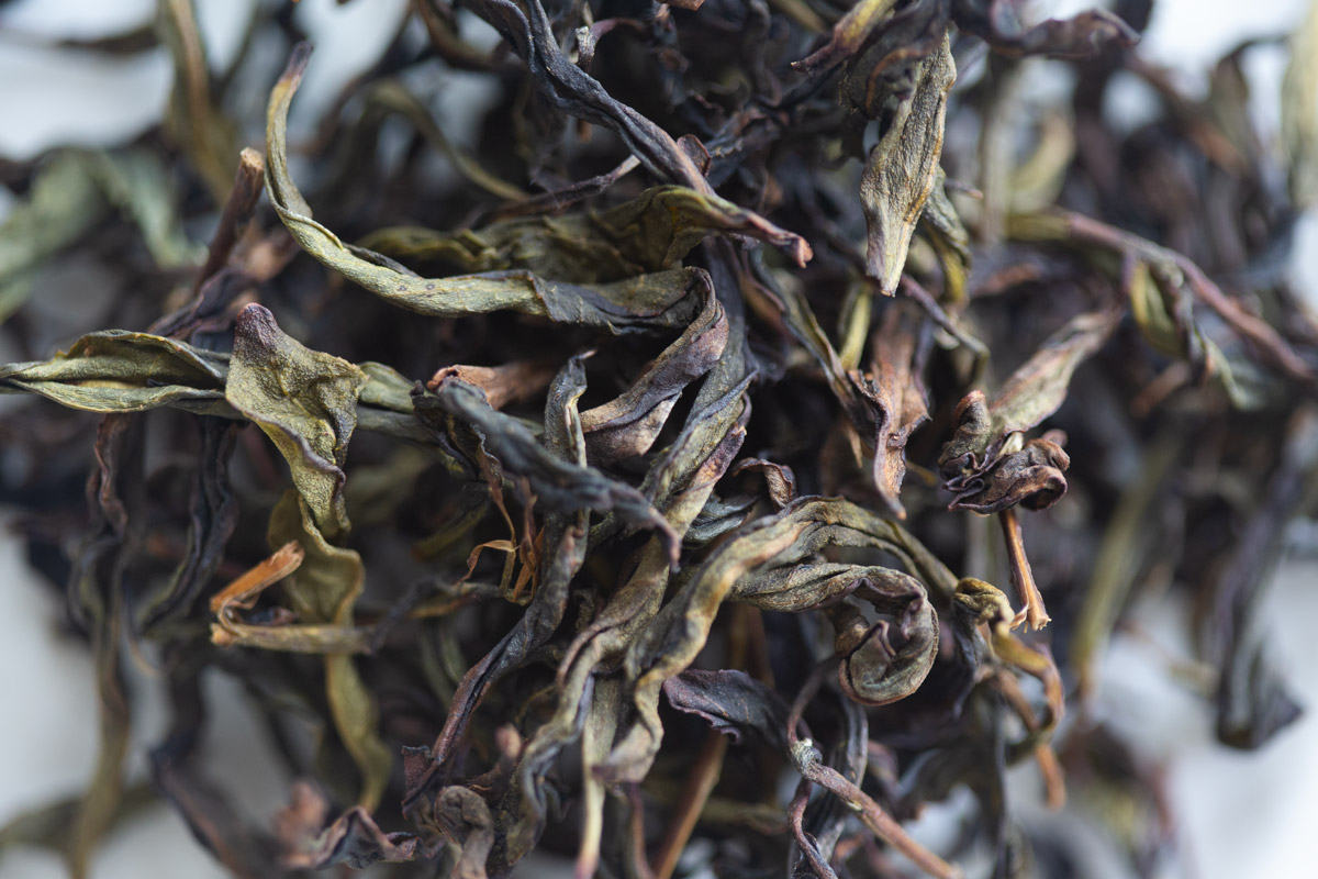 no mountain higher 2024 spring simao gaoshan oolong tea 1 | BITTERLEAF TEAS