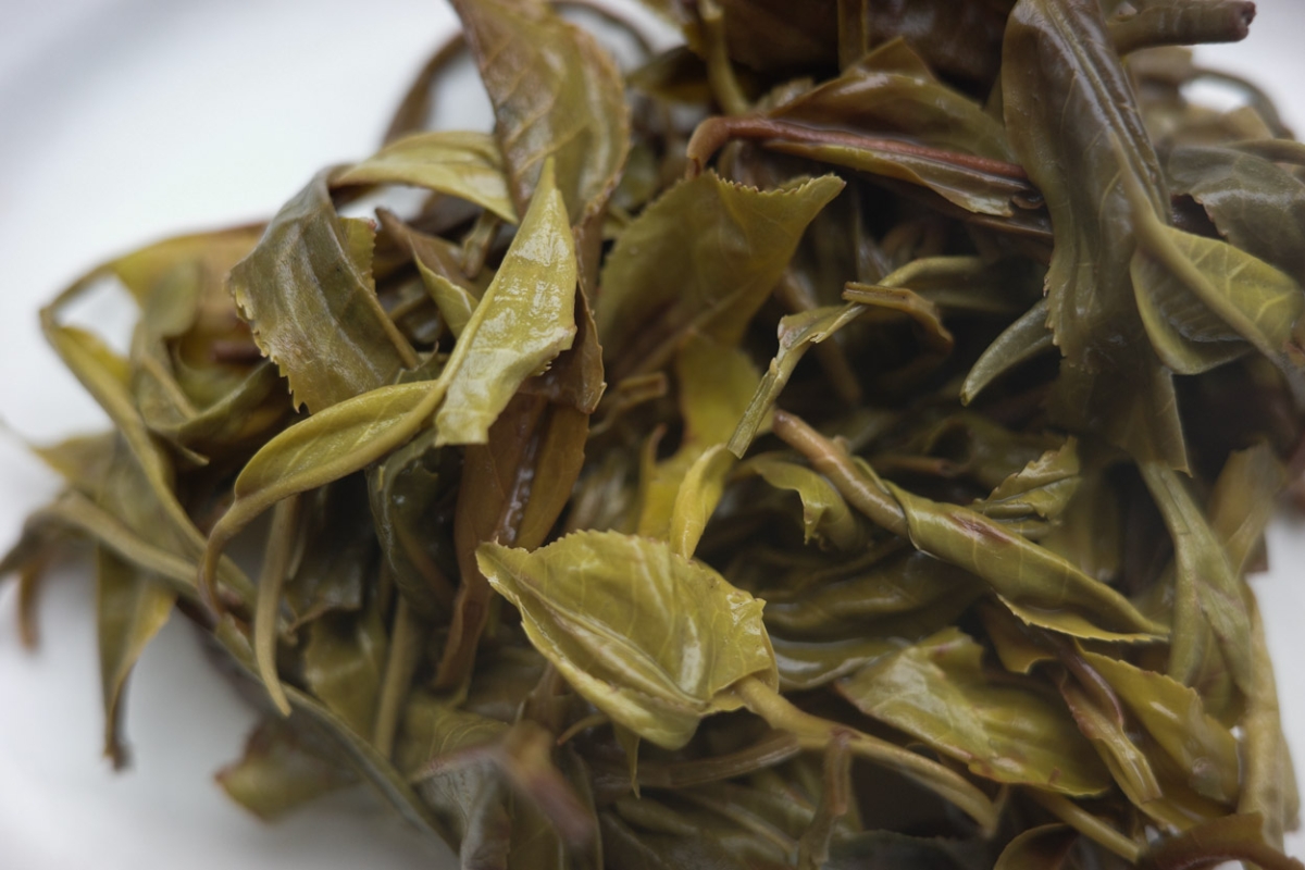 fresh 2025 spring simao organic raw puer maocha 4 | BITTERLEAF TEAS