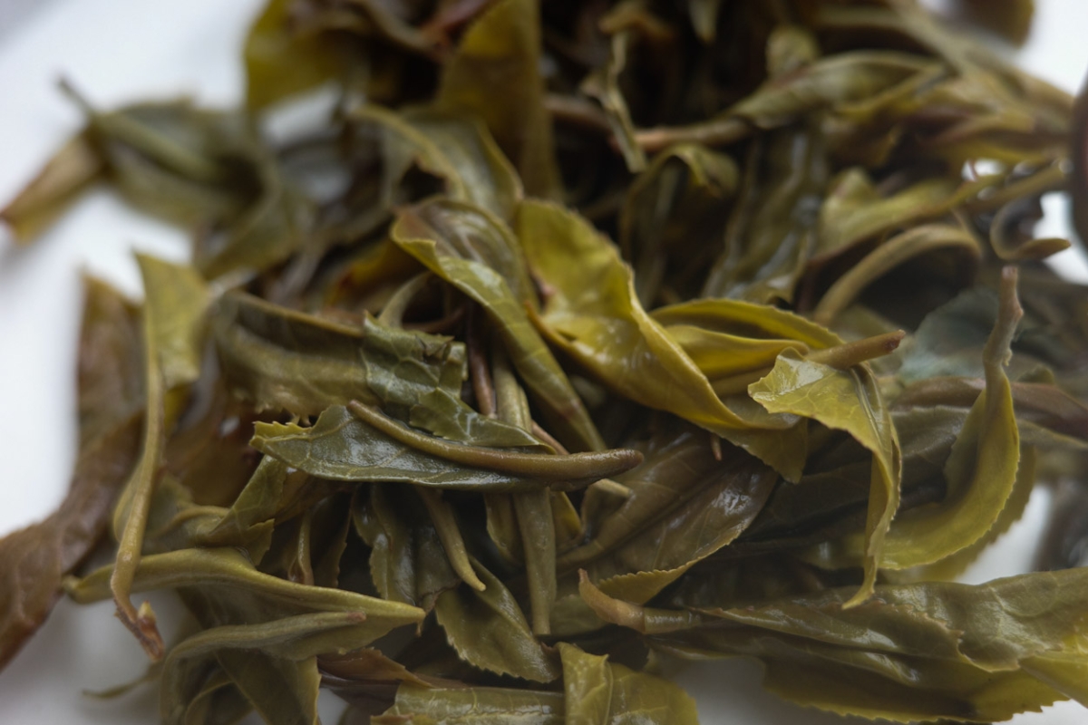 fresh 2025 spring simao organic raw puer maocha 5 | BITTERLEAF TEAS